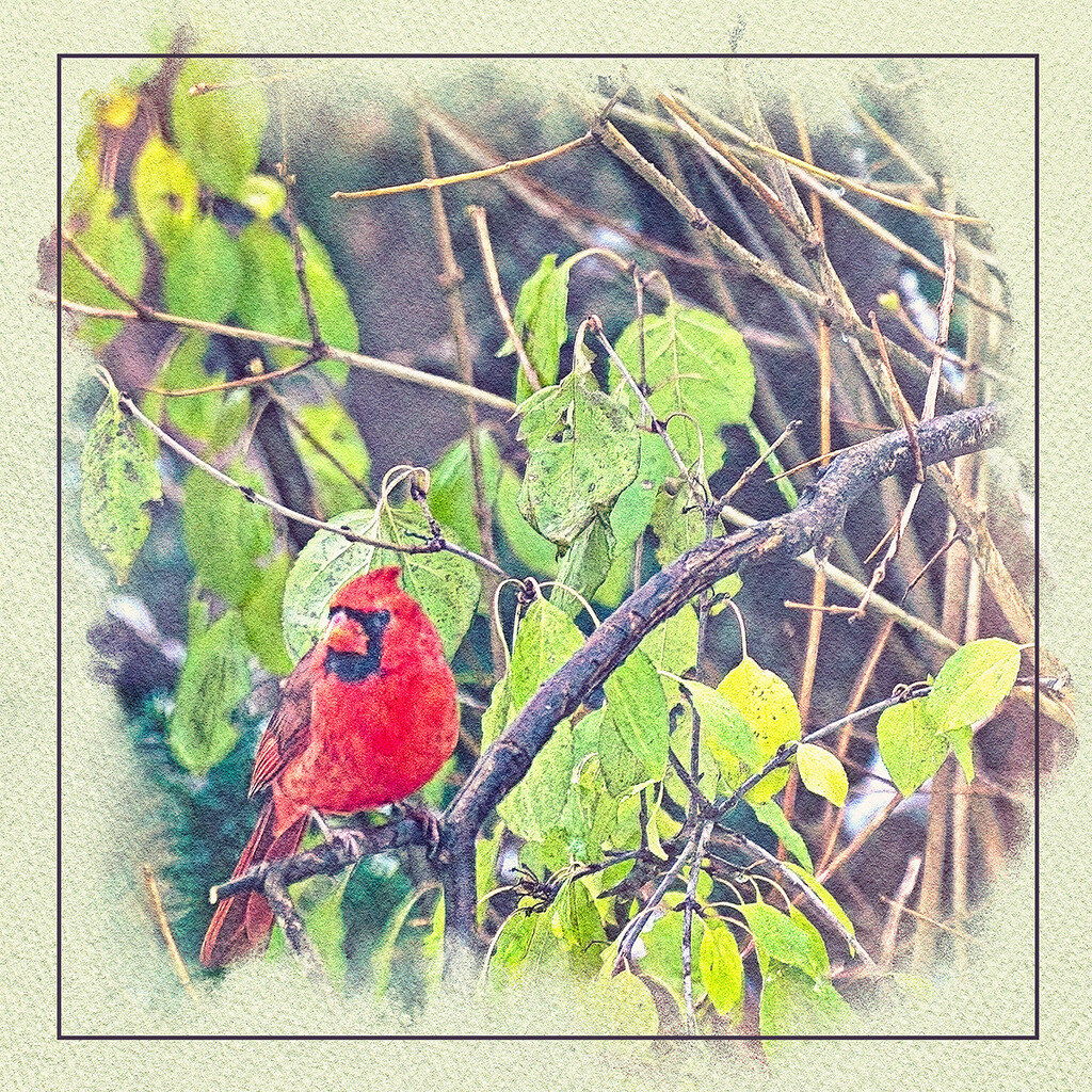 Male Cardinal in a Tree by gardencat