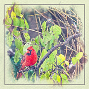 7th Dec 2023 - Male Cardinal in a Tree