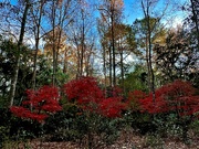 8th Dec 2023 - Japanese maple woodland scene