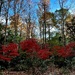 Japanese maple woodland scene by congaree