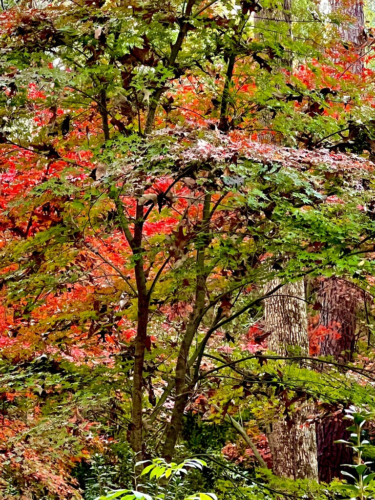 Japanese maple woodland scene  by congaree