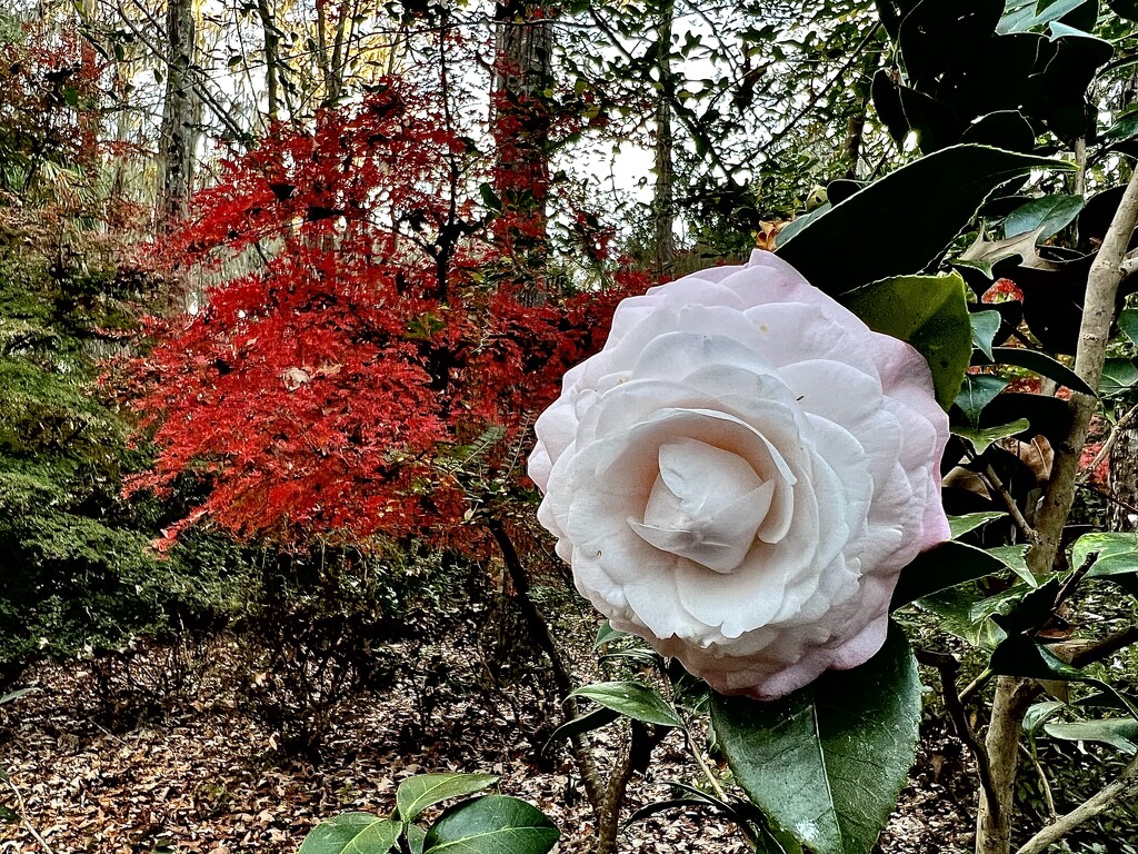 Camellia and Japanese maple by congaree