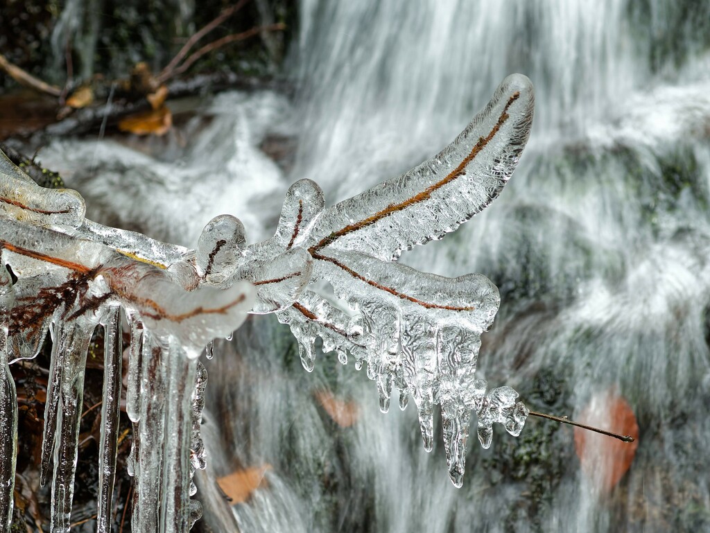 Icy Branch  by cherylrose
