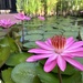 Caribbean Water Lillies by pdulis