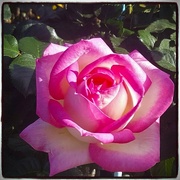 8th Dec 2023 - A Large Pink Rose ~