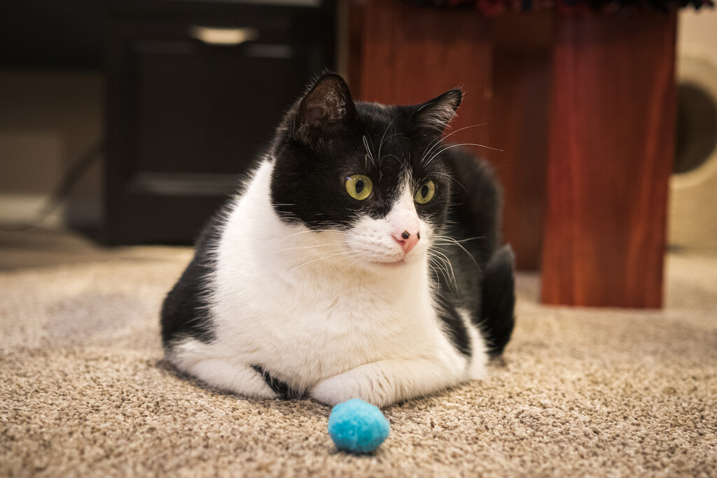 Freddie Guarding His Toy by swchappell