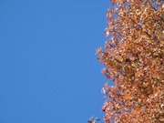 8th Dec 2023 - Two thirds sky - one third tree...