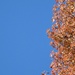 Two thirds sky - one third tree... by marlboromaam