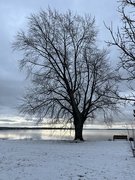 7th Dec 2023 - Lone Tree lake