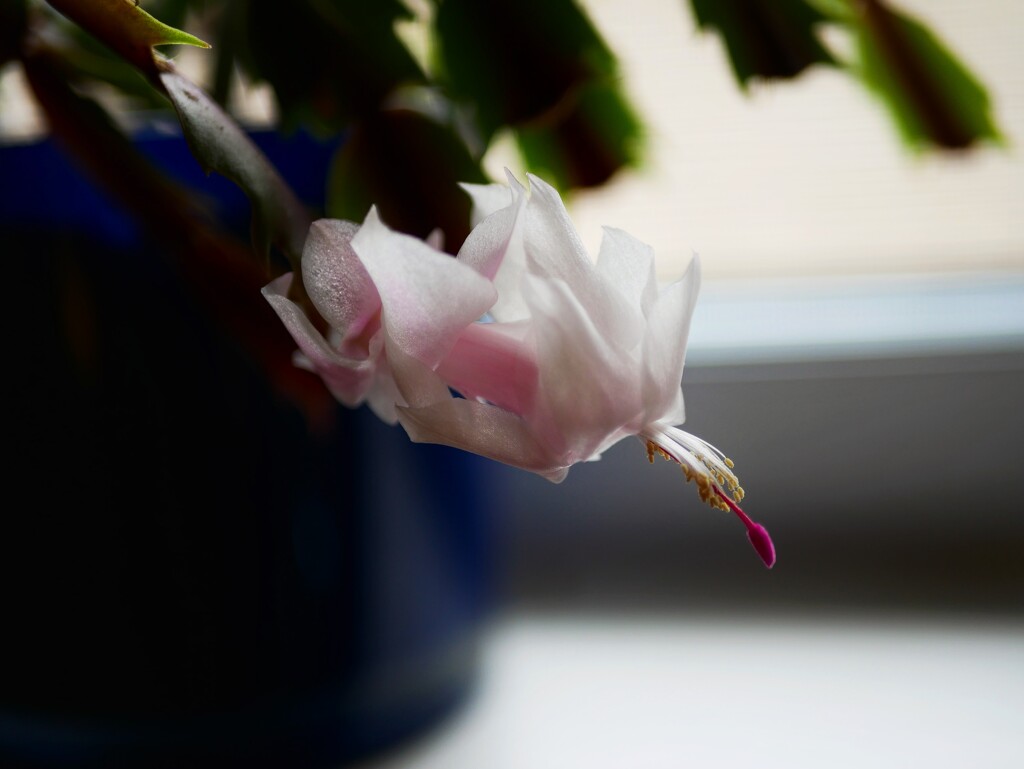 Christmas Cactus by ljmanning