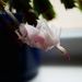 Christmas Cactus by ljmanning
