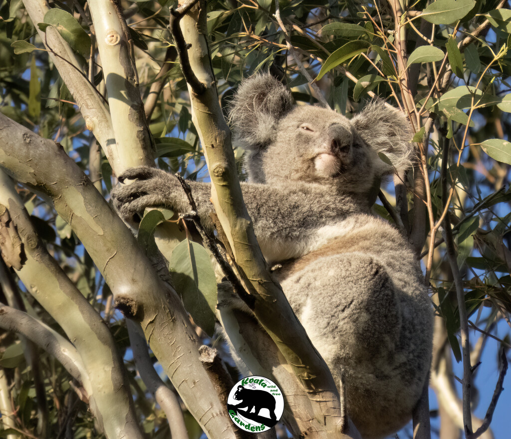 Eddie is back! by koalagardens