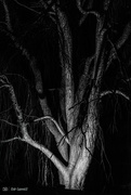 6th Dec 2023 - Spooky Tree