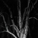 Spooky Tree by robgarrett