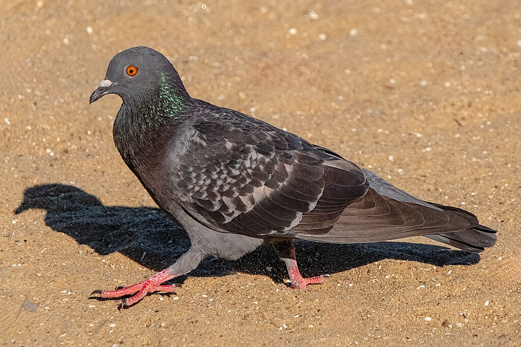 Pigeon by lumpiniman