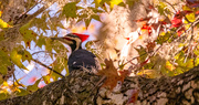 7th Dec 2023 - Mr Pileated Woodpecker!
