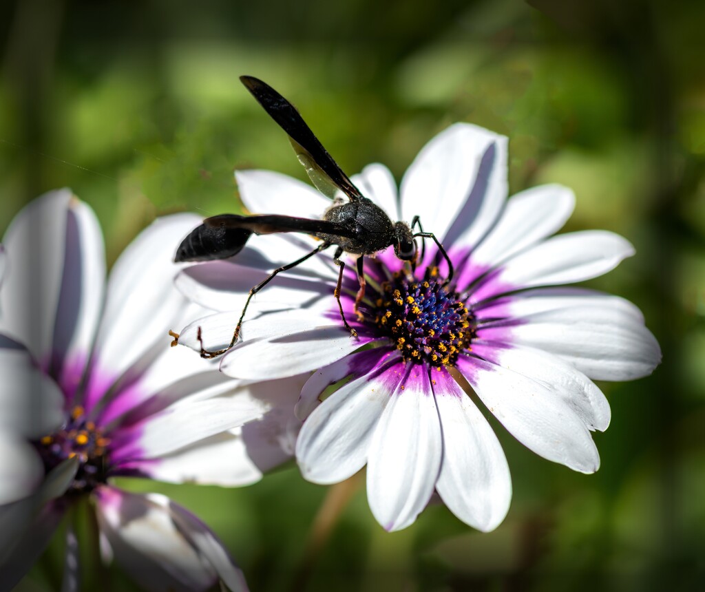 A busy pollinator by ludwigsdiana