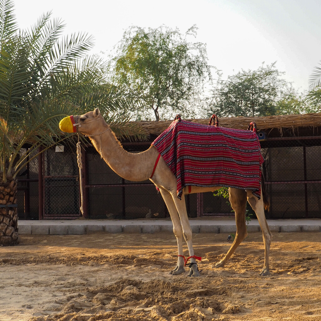 Camel ride in Dubai by alison365