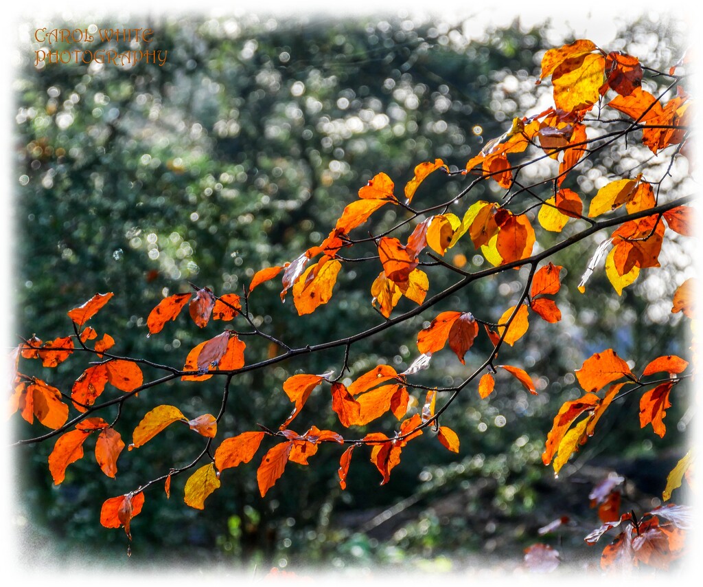 Golden Leaves And Bokeh by carolmw