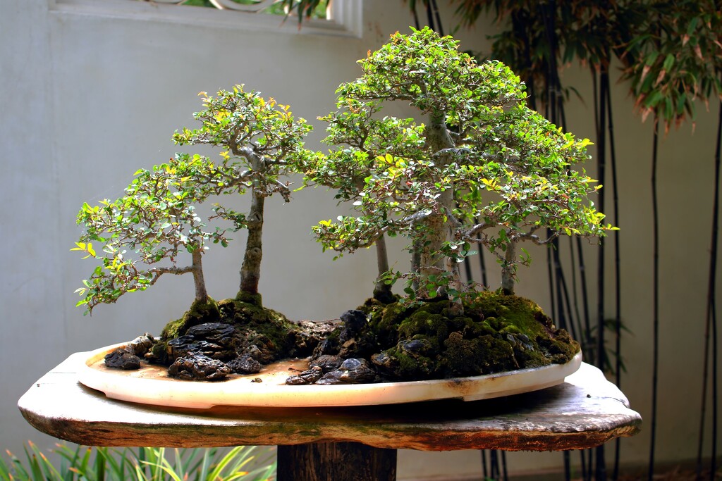 bonsai by blueberry1222