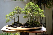 8th Dec 2023 - bonsai