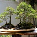 bonsai by blueberry1222
