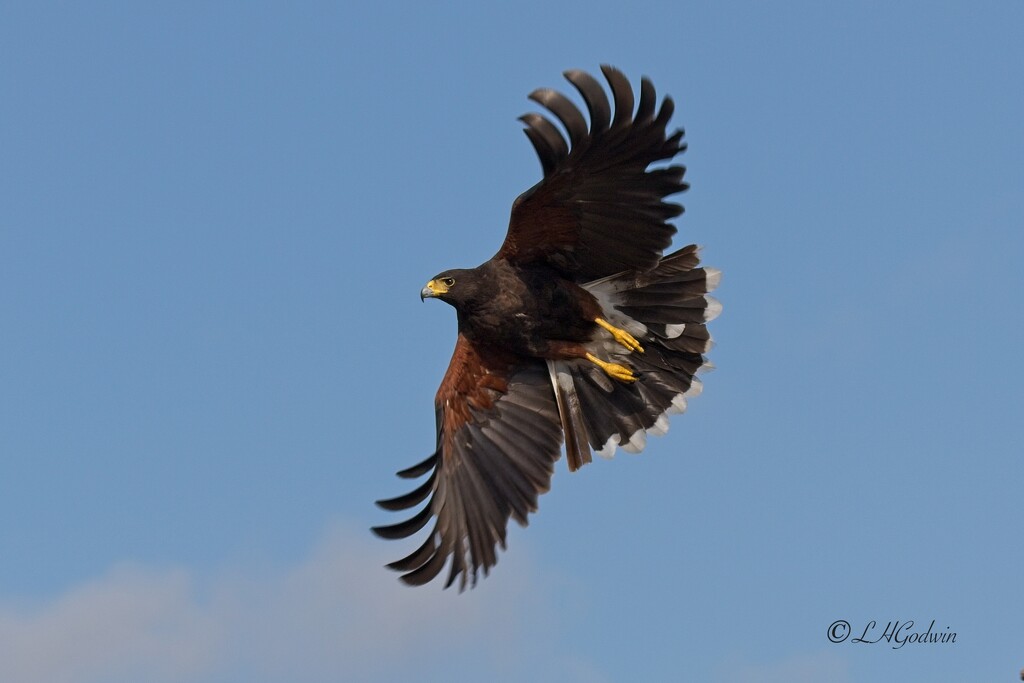 LHG_6681 Harris hawk takes off from perch by rontu