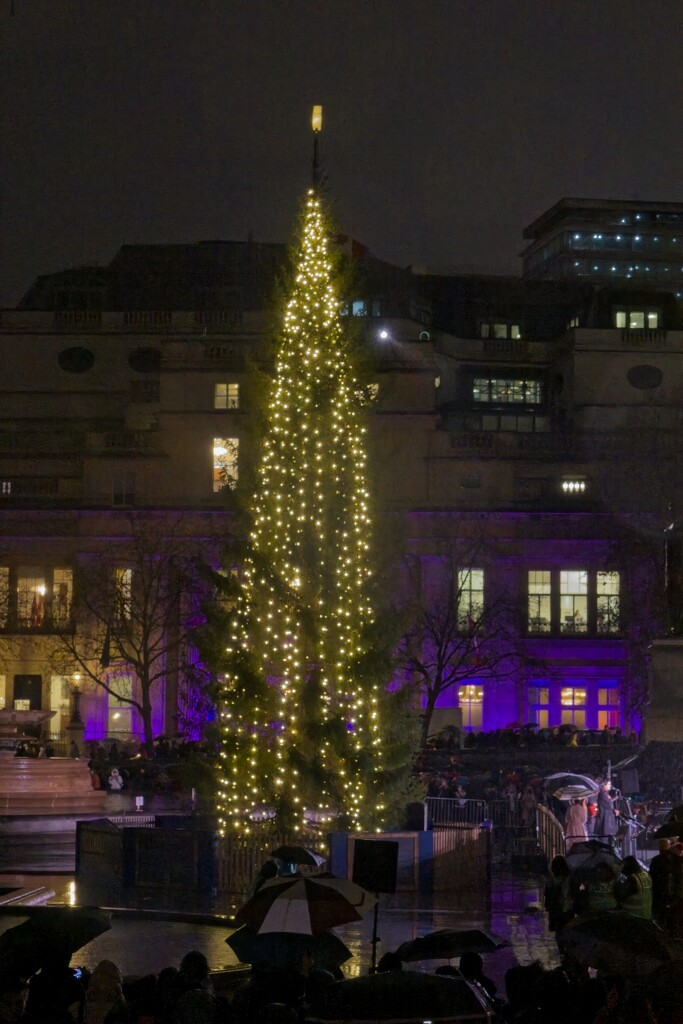 Trafalgar Square Christmas Tree by billyboy