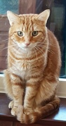 6th Dec 2023 - Our Tom cat, Hunter.