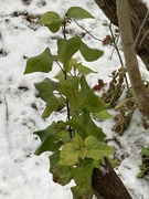 8th Dec 2023 - Lilac Leaves in the Snow 
