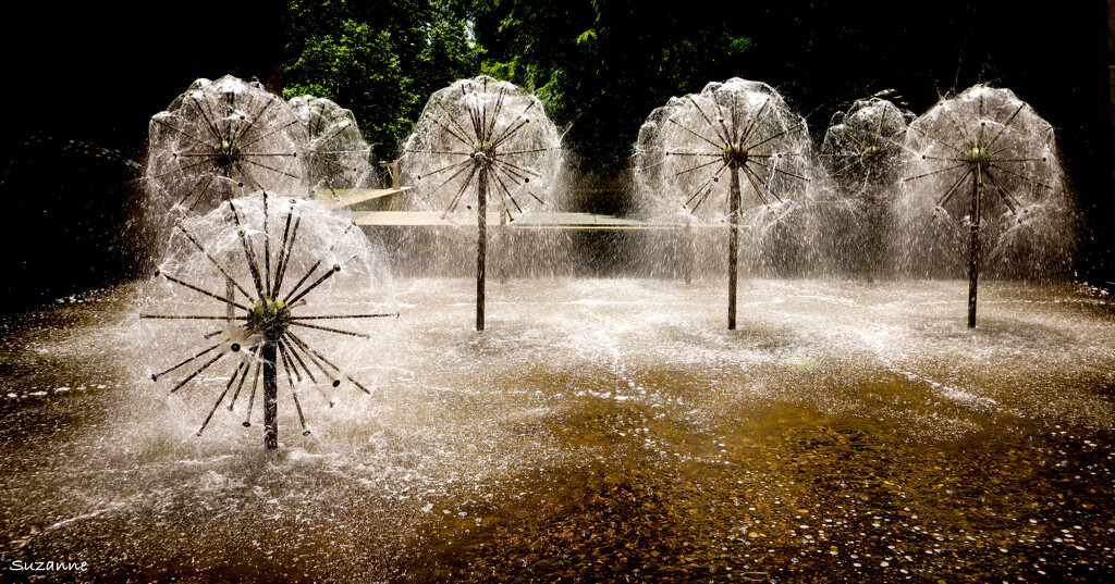 Dandelions Fountain by Suzanne · 365 Project
