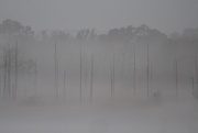 2nd Dec 2023 - The Mist Makes its Own Impression