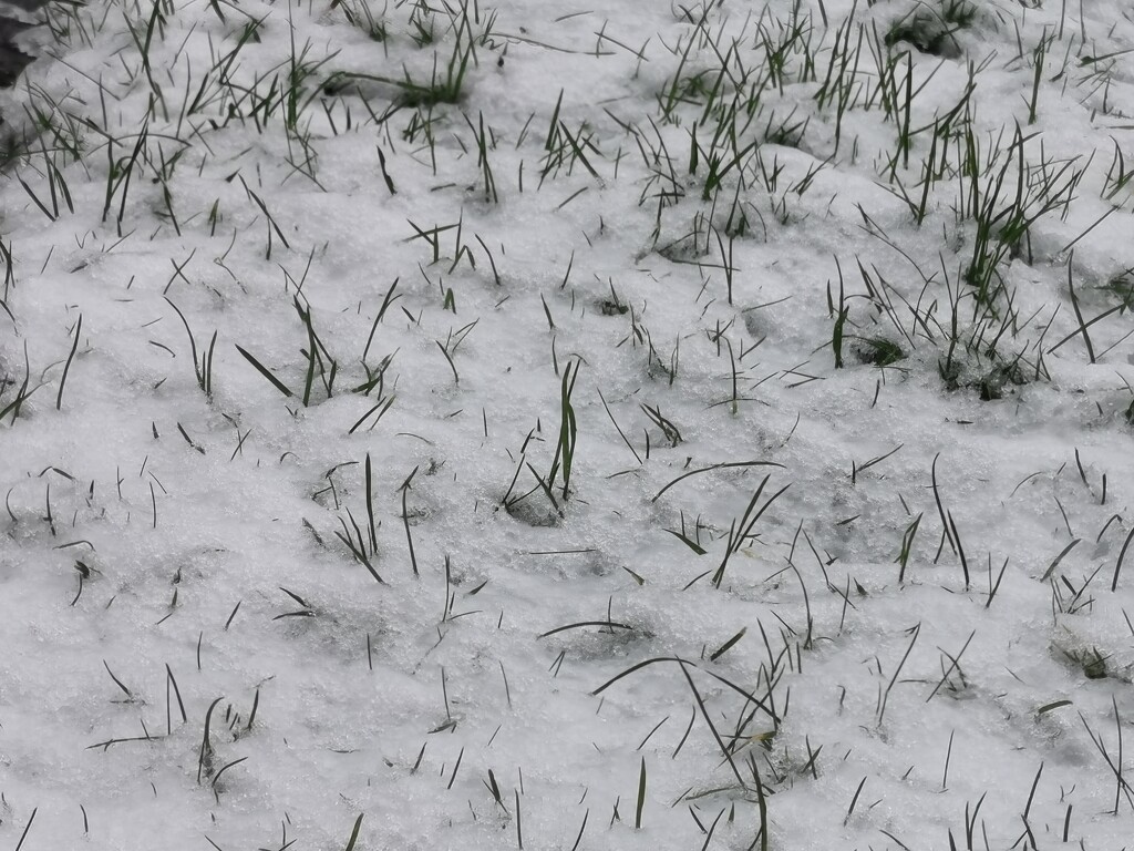 A Little Snow by plainjaneandnononsense