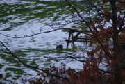 8th Dec 2023 - the bunnies were having a lovely time on the hill