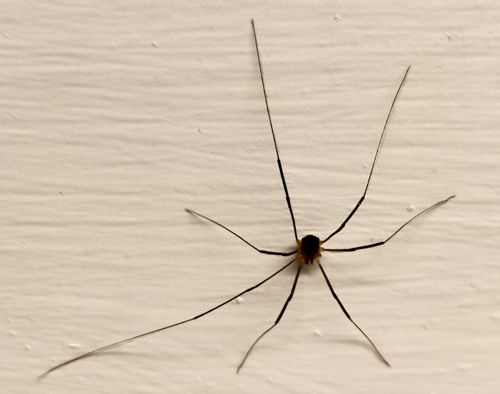 Kitchen Spider  by countrylassie