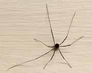 8th Dec 2023 - Kitchen Spider 