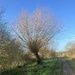 Fenland Tree  by g3xbm
