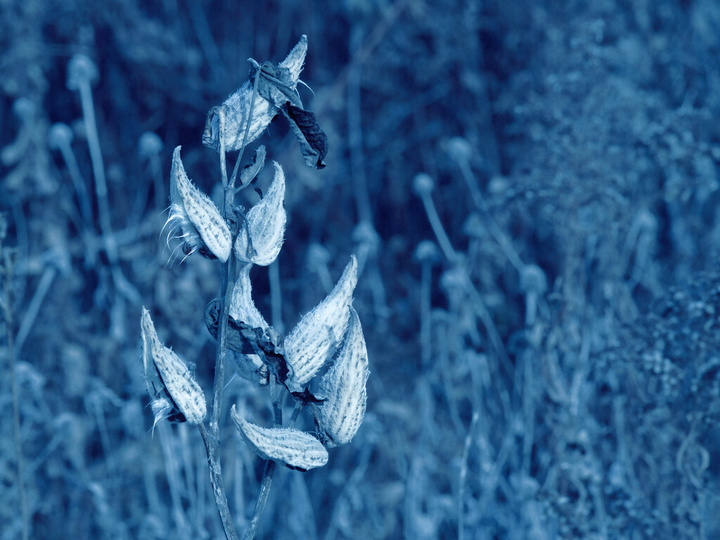 Blue Christmas Milkweed by rminer