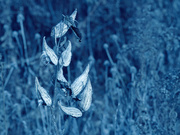 8th Dec 2023 - Blue Christmas Milkweed
