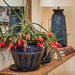 Christmas Cactus by 2022julieg