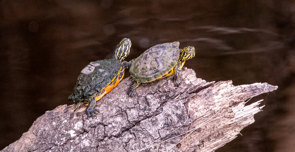 Little Turtles on the Log! by rickster549