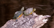 8th Dec 2023 - Little Turtles on the Log!