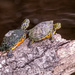 Little Turtles on the Log! by rickster549