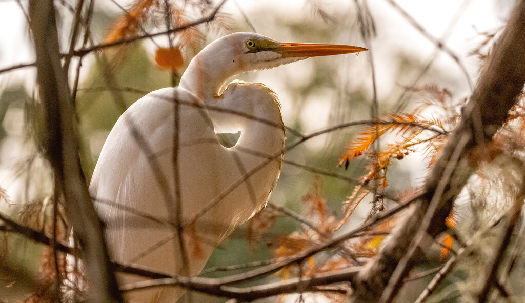 The Egret Flew Up into the Tree! by rickster549