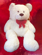 9th Dec 2023 - Teddy bear