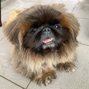 9th Dec 2023 - Jimmy the Pekingese visiting his friends. 