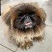 Jimmy the Pekingese visiting his friends.  by johnfalconer