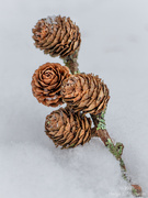 9th Dec 2023 - Larch cones in the snow