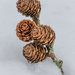 Larch cones in the snow by helstor365