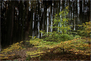 9th Dec 2023 - Autumn woodland